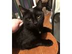 Adopt Snuggle Bug a All Black Domestic Shorthair (short coat) cat in Fremont