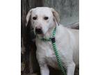 Adopt Casey a White Labrador Retriever / Mixed dog in Bartlett, TN (39947871)