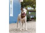 Adopt Dwayne a Pit Bull Terrier / Mixed dog in Denton, TX (35056313)
