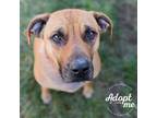 Adopt Winona a Red/Golden/Orange/Chestnut - with White Boxer / Mixed dog in