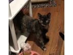 Adopt Shylie a Tortoiseshell Domestic Shorthair (short coat) cat in Fremont