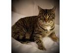 Adopt Princess Peach a Brown Tabby Domestic Shorthair (short coat) cat in