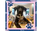 Adopt Clyde a Black Labrador Retriever / Mixed dog in New York, NY (39946706)