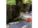 Adopt Sweetums a Brown Tabby Domestic Shorthair (short coat) cat in Pottsville