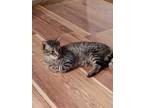 Adopt Pumpkin (brown tabby) a Brown Tabby Domestic Shorthair (short coat) cat in