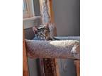 Adopt SweetPea a Brown Tabby Domestic Shorthair (short coat) cat in
