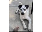 Adopt freckles a Black - with White Cattle Dog / Mixed dog in BOCA RATON