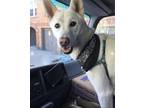 Adopt JOEY a White Jindo / Mixed dog in PORTLAND, OR (39945059)