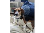 Adopt Deacon a Tricolor (Tan/Brown & Black & White) Beagle / Mixed dog in