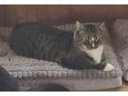 Adopt Louisa a Domestic Shorthair / Mixed (short coat) cat in Germantown