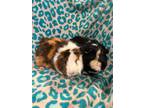 Adopt Stanely & Pete a Guinea Pig small animal in Villa Park, IL (39944147)
