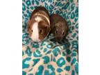 Adopt Kyle and Benson a Guinea Pig small animal in Villa Park, IL (39944146)