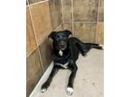 Adopt Titus a Shepherd (Unknown Type) / Labrador Retriever / Mixed dog in Fort