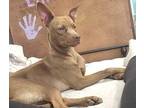 Adopt Hazel a Red/Golden/Orange/Chestnut Whippet / Mixed dog in Lexington