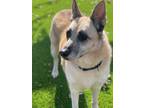 Adopt Nala 2022 a Tan/Yellow/Fawn - with Black Belgian Malinois / Shepherd