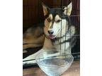 Adopt Joy 2023 a Siberian Husky dog in Portland, OR (38133265)