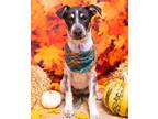 Adopt Cosmic Creepers a Australian Cattle Dog / Labrador Retriever / Mixed dog