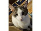 Adopt Princess a White (Mostly) Domestic Shorthair (short coat) cat in