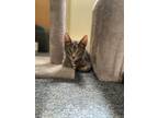 Adopt Gandalf a Gray, Blue or Silver Tabby Domestic Shorthair (short coat) cat