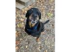 Adopt Zeus a Black - with Tan, Yellow or Fawn Rottweiler / Mixed dog in Dallas