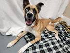 Adopt Buster a Tan/Yellow/Fawn - with Black Husky / Boxer / Mixed dog in Hawk