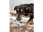 Adopt Click a Australian Cattle Dog / Mixed dog in Fort Lupton, CO (39939068)