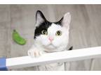 Adopt Mochi [READ BIO PLS] a Black & White or Tuxedo Domestic Shorthair (short