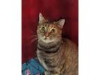 Adopt Maple a Brown Tabby Domestic Shorthair (short coat) cat in Greensburg