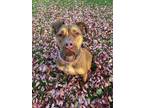 Adopt GRUMPY a Red/Golden/Orange/Chestnut Mixed Breed (Large) / Mixed dog in