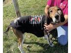 Adopt Harry Neil a Tricolor (Tan/Brown & Black & White) Treeing Walker Coonhound