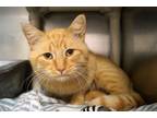 Adopt Frisbee a Orange or Red (Mostly) American Shorthair (short coat) cat in