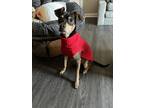 Adopt Riff a Brown/Chocolate Mutt / Mixed dog in Washington, DC (39936855)
