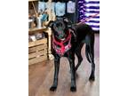 Adopt Rex a Black Labrador Retriever / Mixed dog in CARISLE, PA (39741363)