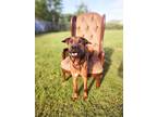 Adopt Peyton a Mixed Breed (Medium) / Shepherd (Unknown Type) / Mixed dog in