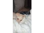 Adopt Gato a White - with Tan, Yellow or Fawn Husky / American Pit Bull Terrier