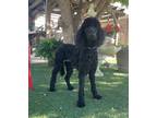 Adopt Piper a Black Standard Poodle / Mixed dog in Temecula, CA (39935760)