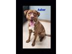Adopt Asher a Brown/Chocolate Pit Bull Terrier dog in Lexington, TN (39798608)