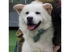 Adopt Pumpkin a White - with Tan, Yellow or Fawn Samoyed / Jindo / Mixed dog in