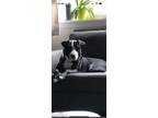 Adopt Kali a Black - with White Labrador Retriever / Staffordshire Bull Terrier