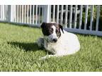 Adopt Pepper a White - with Black Spaniel (Unknown Type) / Pointer / Mixed dog