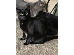 Adopt Luna a Black (Mostly) American Shorthair / Mixed (short coat) cat in