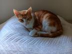 Adopt Marley a Brown Tabby Domestic Shorthair / Mixed (short coat) cat in