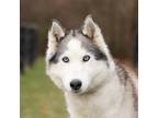 Adopt Juneau a White - with Brown or Chocolate Husky / Mixed dog in King City