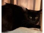 Adopt Liz a Domestic Mediumhair / Mixed (long coat) cat in Grand Junction