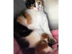 Adopt Fiesta a Domestic Shorthair / Mixed (short coat) cat in Grand Junction