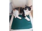 Adopt Nova a Domestic Shorthair / Mixed (short coat) cat in Grand Junction