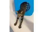 Adopt Dickens (One) a Domestic Shorthair / Mixed (short coat) cat in Grand