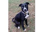 Adopt Penny a Black - with White Labrador Retriever / Border Collie / Mixed dog