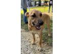 Adopt Raider a Tan/Yellow/Fawn American Staffordshire Terrier / German Shepherd