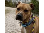 Adopt Glory a Tan/Yellow/Fawn American Staffordshire Terrier / Mixed Breed